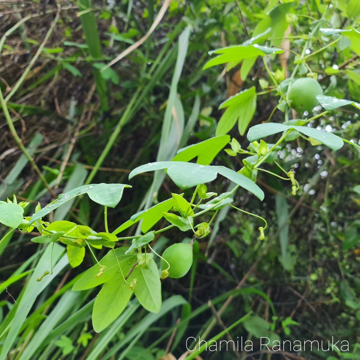 Passiflora subpeltata Ortega